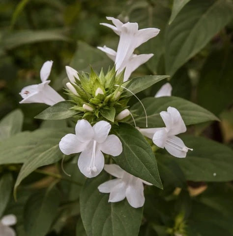 Barleria Cristata December Flower White Open Pollinated heirloom non-gmo garden seeds