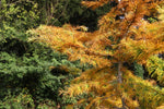 Deciduous conifer seeds for landscape planting