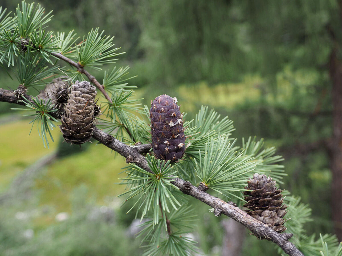 Deciduous conifer Larix occidentalis plant grown from seeds