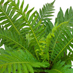 Decorative fern seeds for balcony and pot gardening