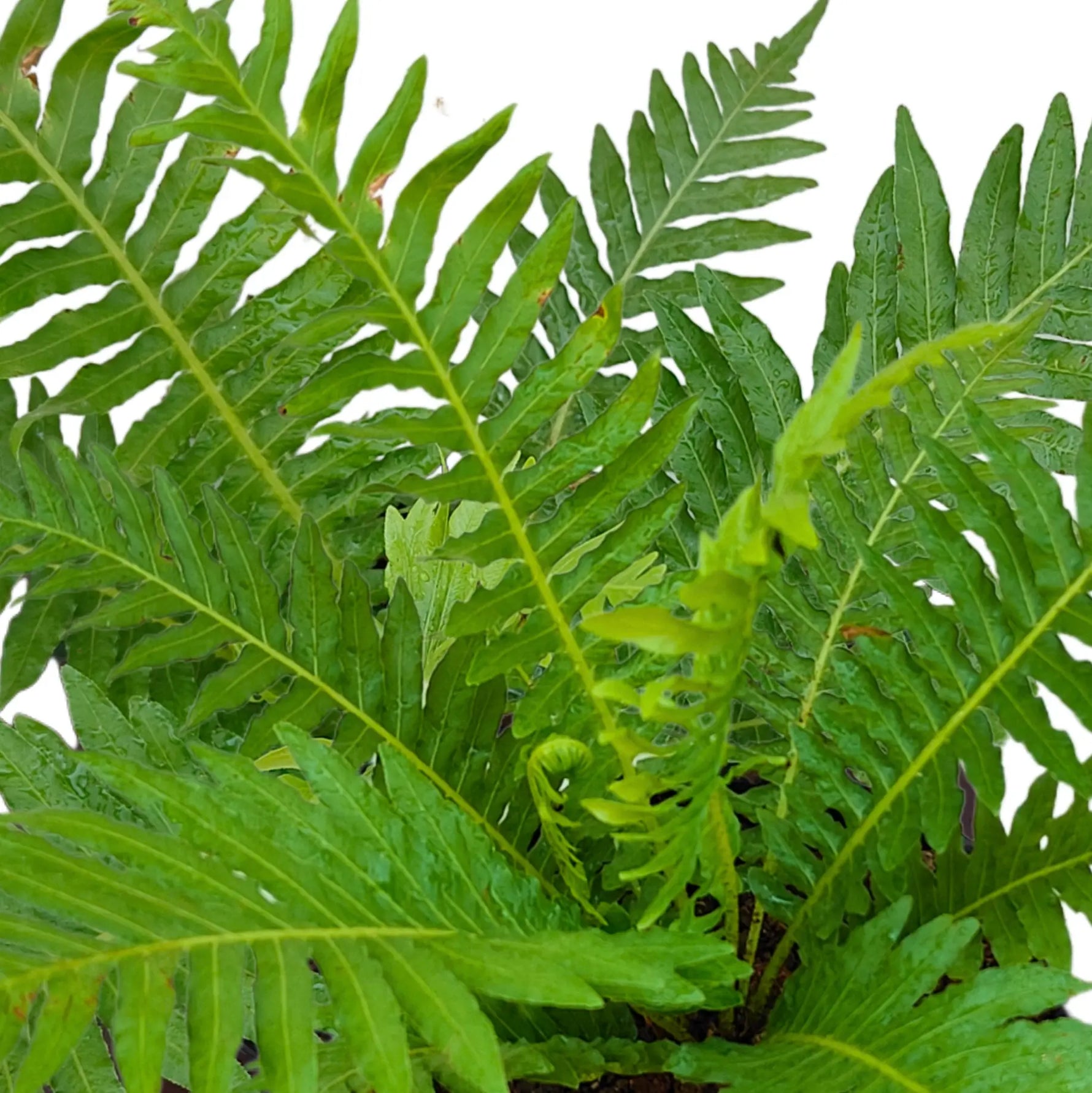 Decorative fern seeds for balcony and pot gardening