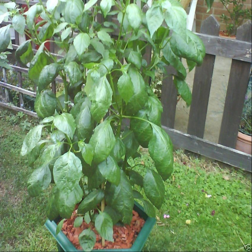 Dedo de Moça pepper seeds for backyard garden warm season peppers