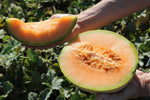 Deep orange flesh cantaloupe seeds for home garden