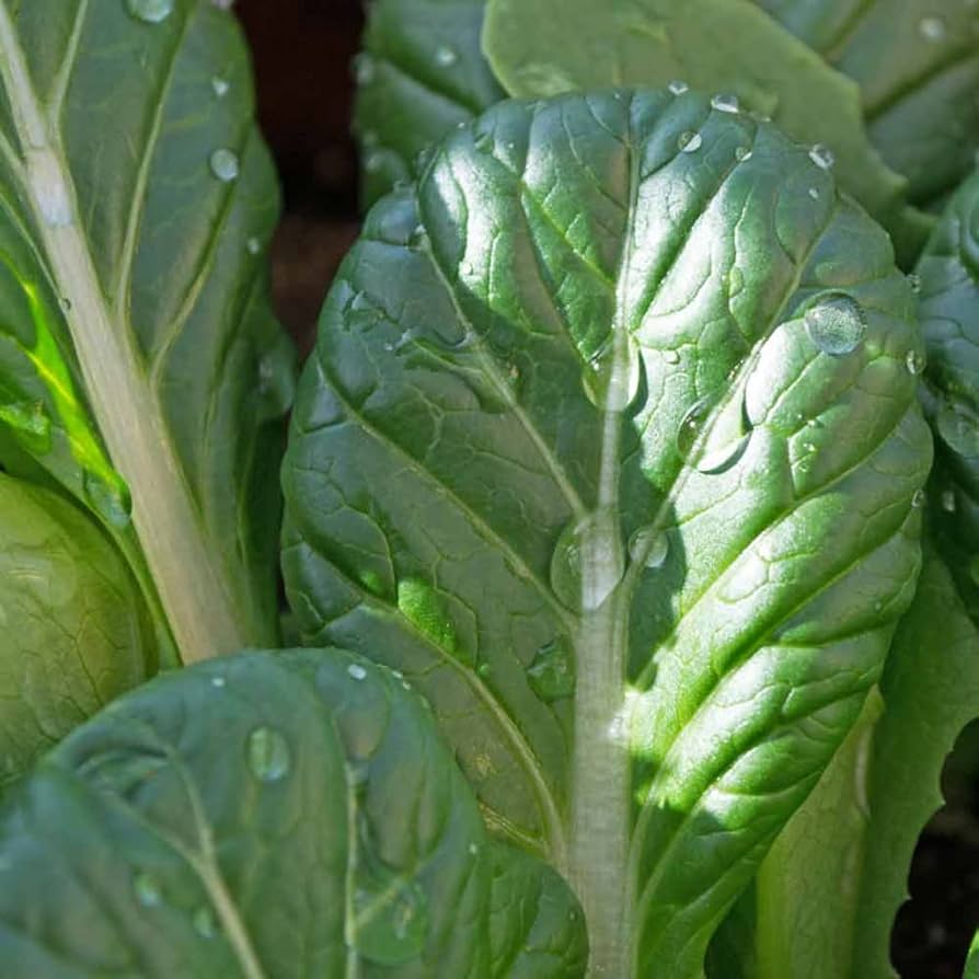 High Germination Deep Purple Mustard Greens Seeds for Home Garden