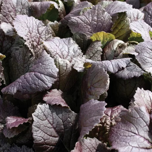 Deep Purple Mustard Greens Seeds Organic Non GMO Heirloom High Germination