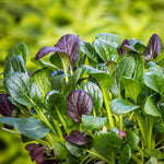 Deep Purple Mustard Greens Leaf Color and Growth Habit