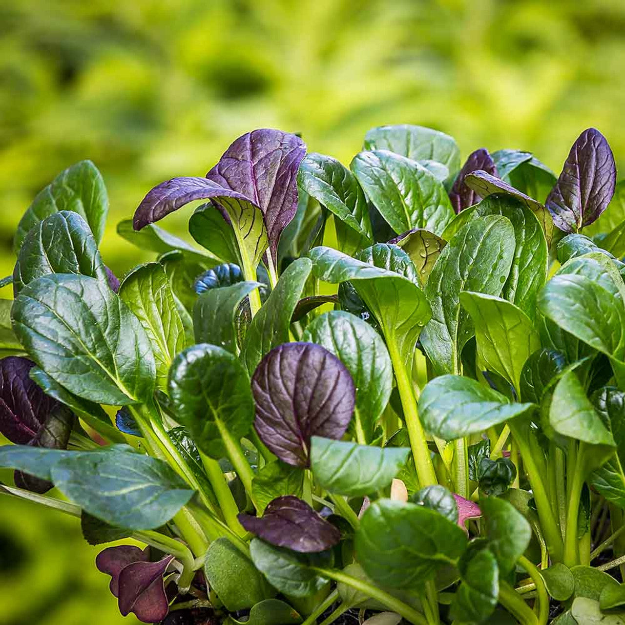 Deep Purple Mustard Greens Leaf Color and Growth Habit
