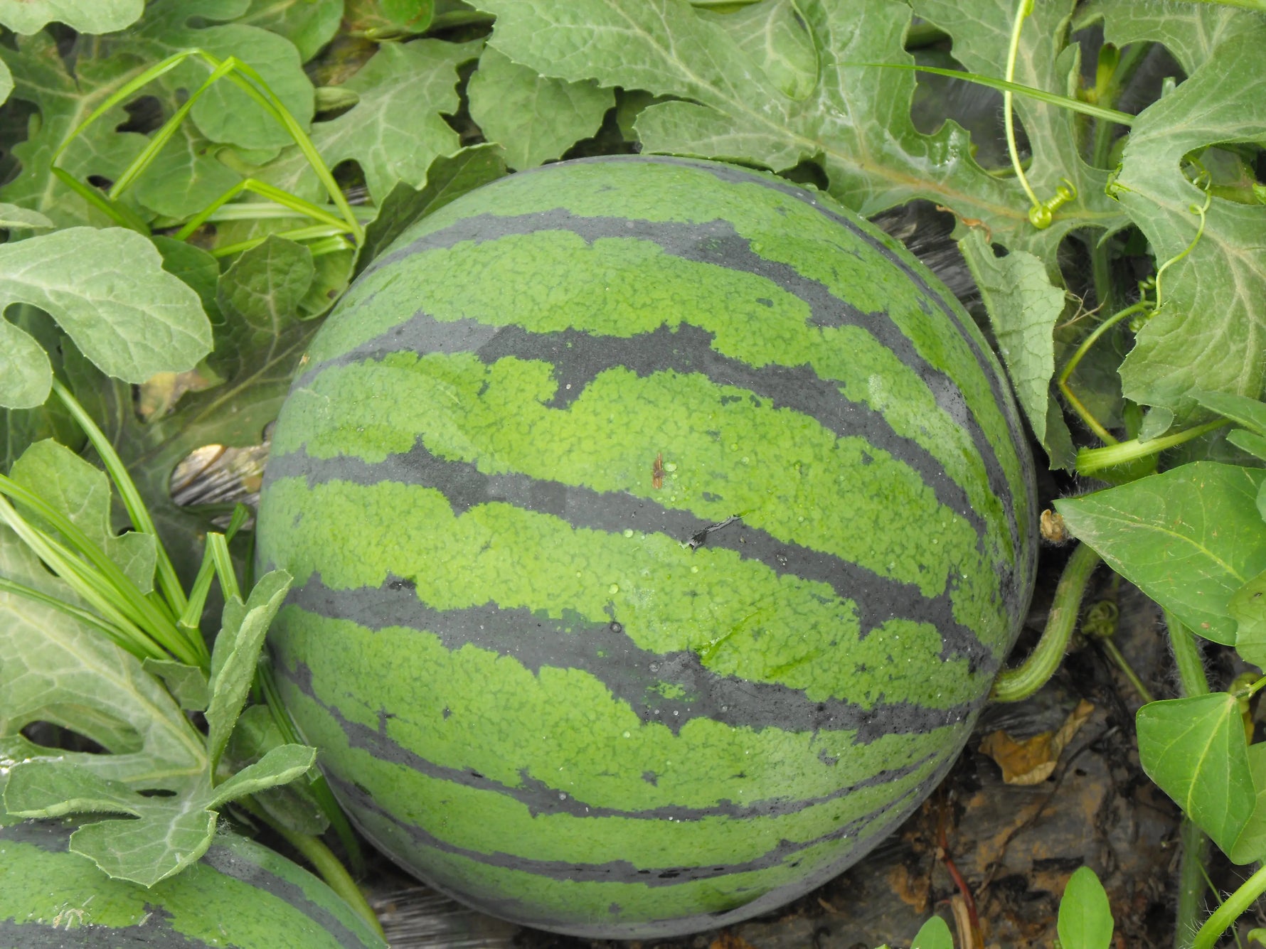Deep red flesh watermelon seeds hybrid variety