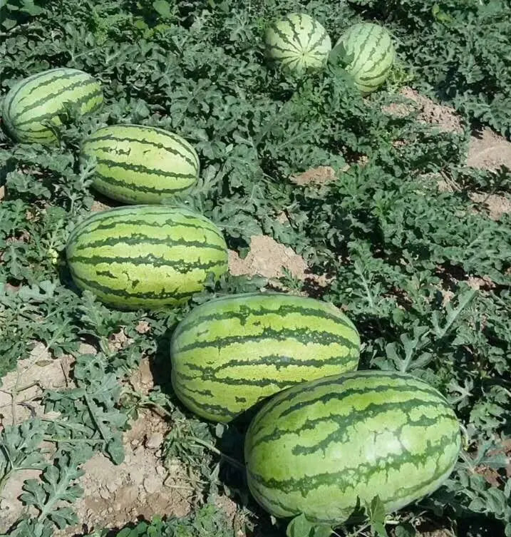 Deep red flesh watermelon seeds hybrid garden variety