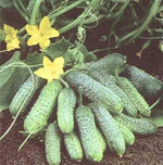 Dekan Cucumber Seeds – Crisp Green Variety for Slicing or Pickling - Dharaseeds