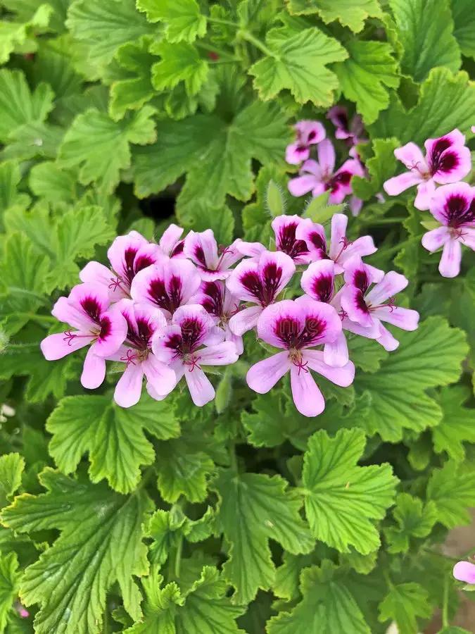 Vibrant Purple & Pink Geranium Flower Seeds for Planting - Heirloom & Non-GMO Quality Dhara Seeds