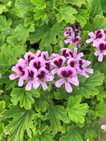 Vibrant Purple & Pink Geranium Flower Seeds for Planting - Heirloom & Non-GMO Quality for planting in home garden