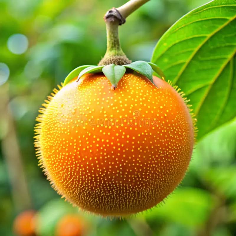 Naranjilla Solanum quitoense seeds for fruit garden