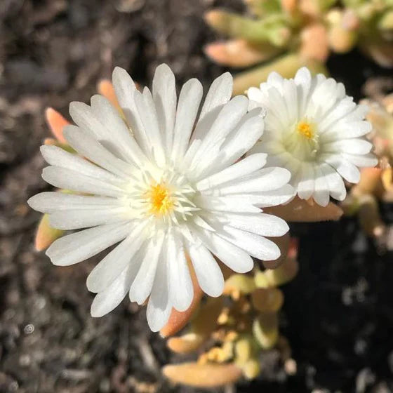 Delosperma Jewel of Desert Moonstone Iceplant Seeds