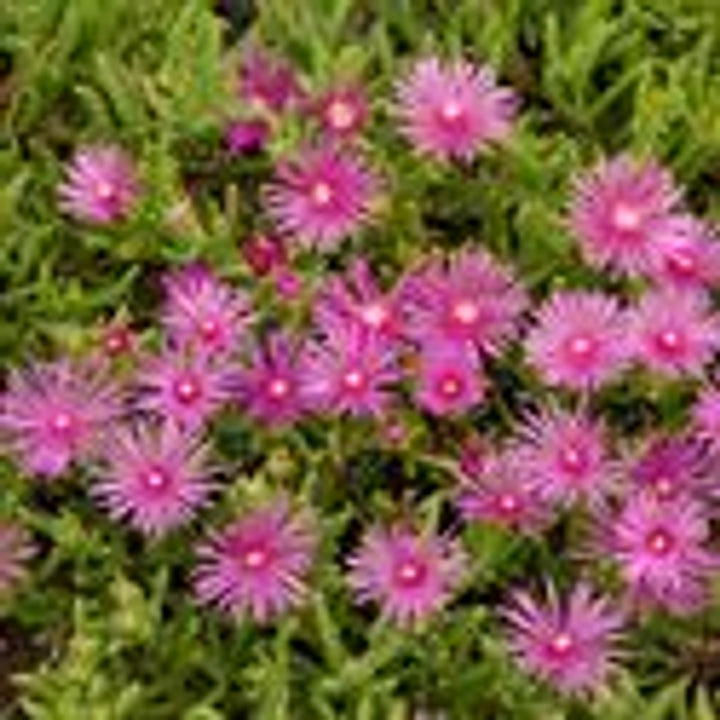 Pink Delosperma Flower Seeds for Planting, 100 pcs