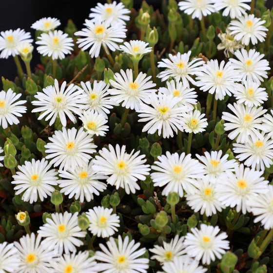 Delosperma Jewel of Desert Moonstone Iceplant Seeds