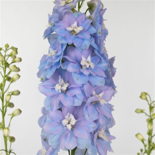 Delphinium Elatum Delphina Light Blue White Bee heirloom non-gmo organic garden seeds