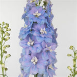 Delphinium Elatum Delphina Light Blue White Bee heirloom non-gmo organic garden seeds