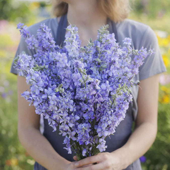 Delphinium Seeds - Blue Bell