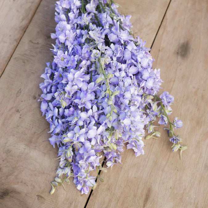 Delphinium Seeds - Blue Bell