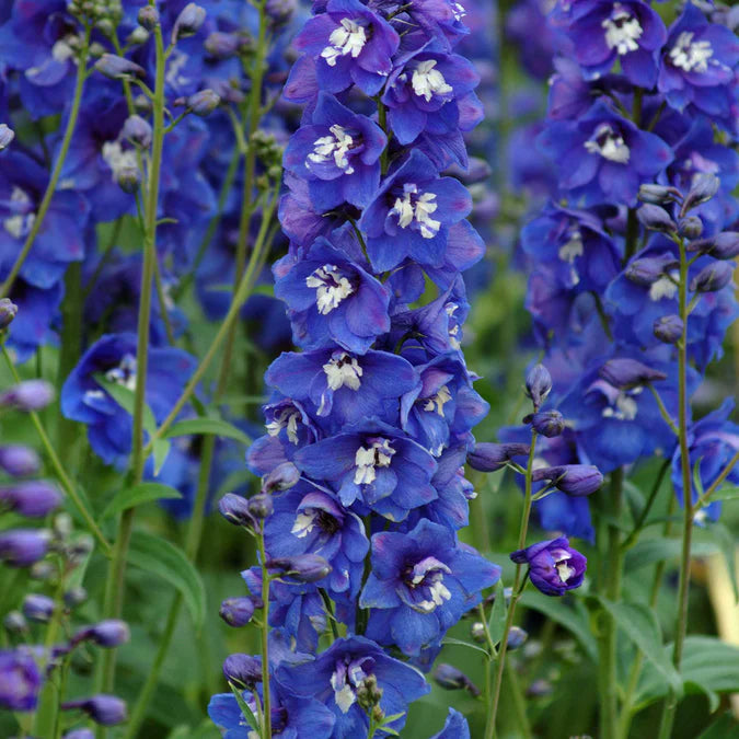 Delphinium Seeds - Dasante Blue