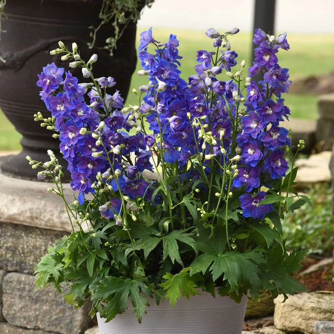 Delphinium Seeds - Dasante Blue