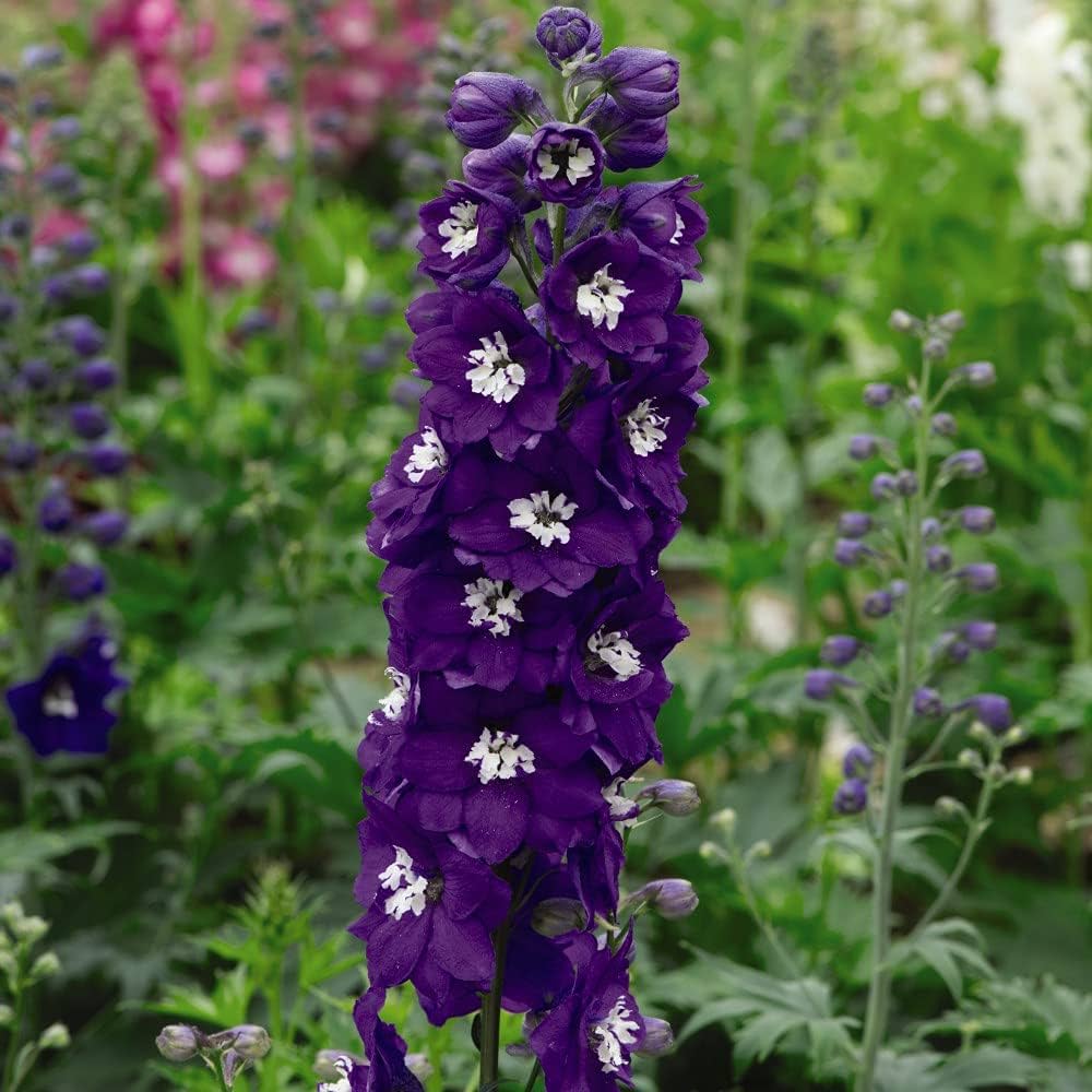 Delphinium flower Delphinium elatum magic fountains seeds for planting in backyard garden or floral borders - Dharaseeds