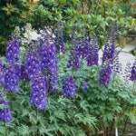 Delphinium flower Delphinium elatum magic fountains seeds for planting in backyard garden or floral borders - Dharaseeds