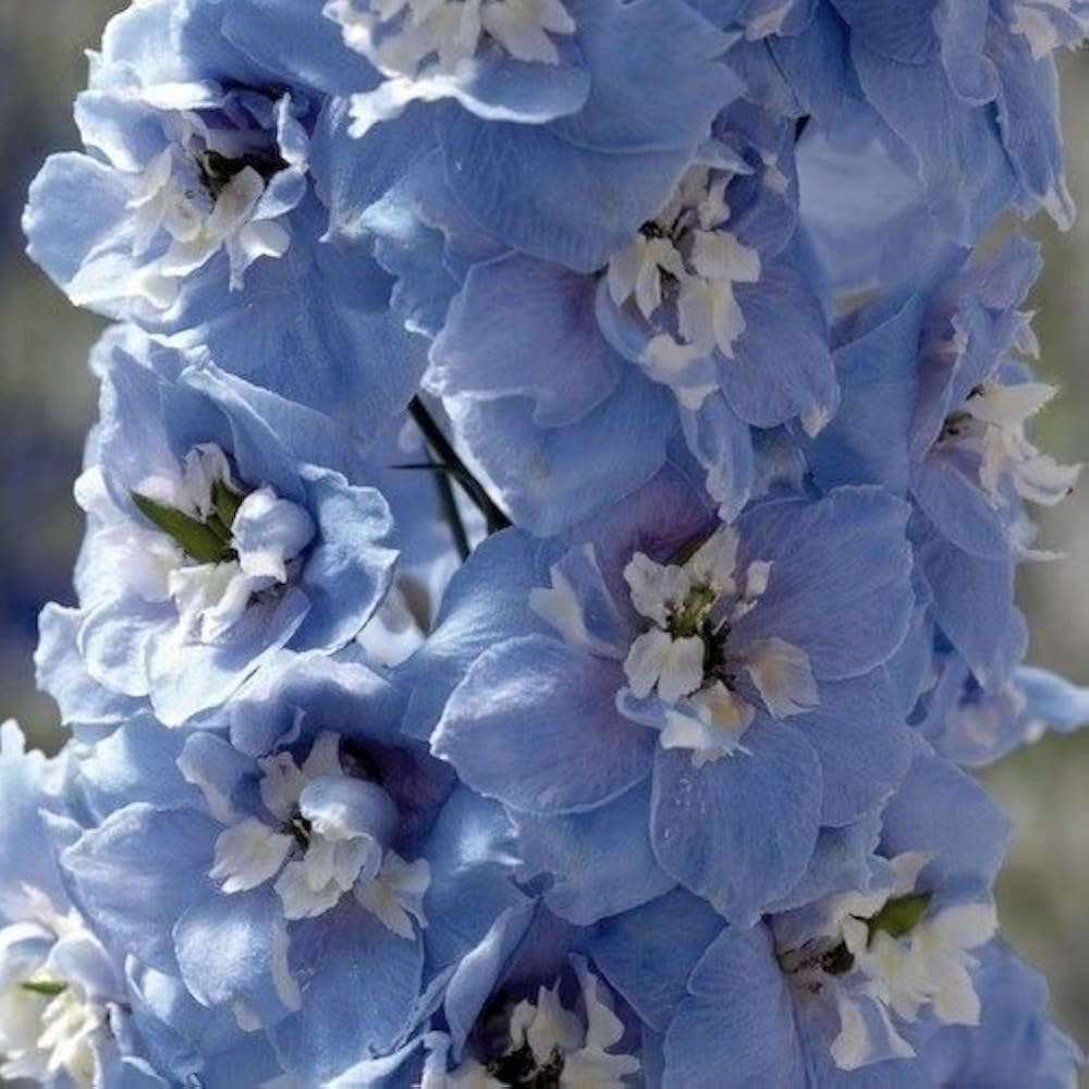 Delphinium flower Delphinium elatum magic fountains seeds for planting in backyard garden or floral borders - Dharaseeds