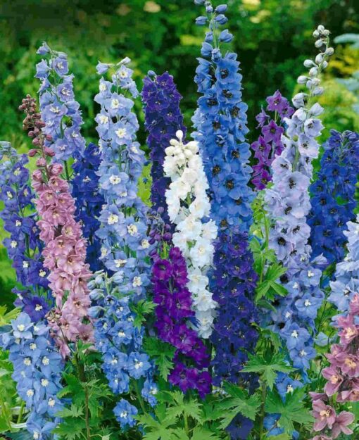 Delphinium Giant Imperial Open Pollinated heirloom non-gmo organic garden seeds