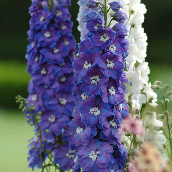 Delphinium Seeds - Guardian Blue