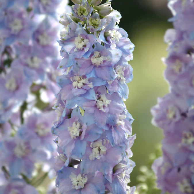 Delphinium Seeds - Guardian Lavender