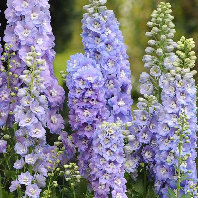 Delphinium Seeds - Guardian Lavender