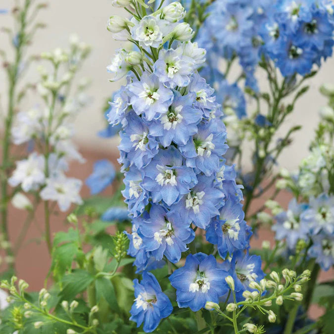 Delphinium Seeds - Light Blue White Bee