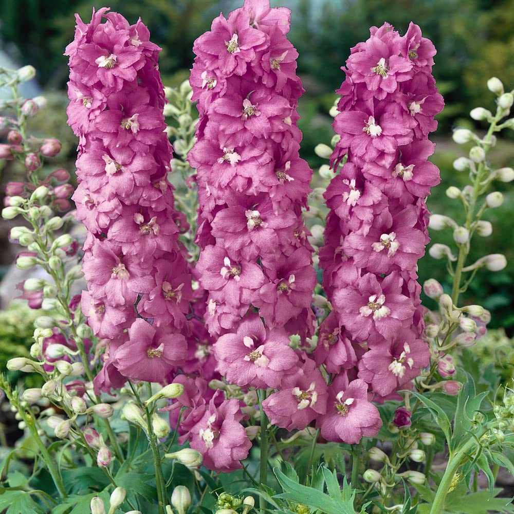 Delphinium Magia Bianca Fountain – White & Dark Bee Perennial Mix - Dharaseeds