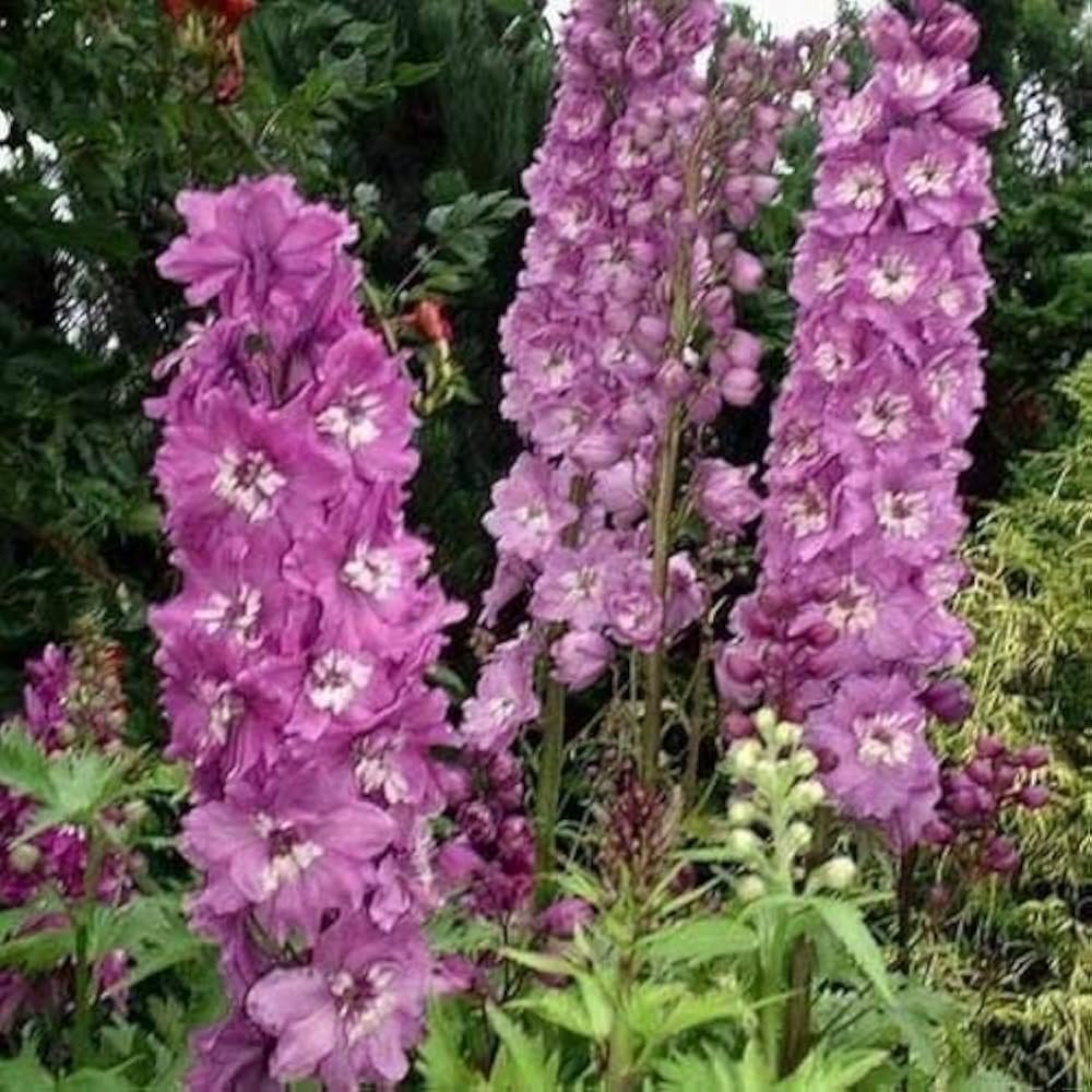 Delphinium Magia Bianca Fountain – White & Dark Bee Perennial Mix - Dharaseeds