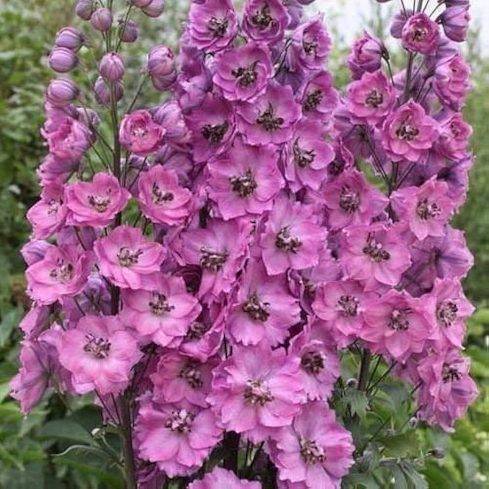 Delphinium Magia Bianca Fountain – White & Dark Bee Perennial Mix - Dharaseeds