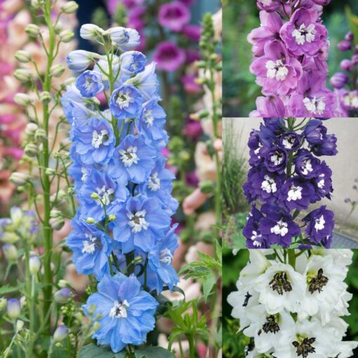 Delphinium Magic Fountain Imported heirloom non-gmo organic garden seeds
