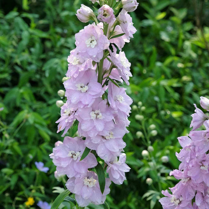 Delphinium Seeds - Magic Fountains Cherry Blossom White Bee