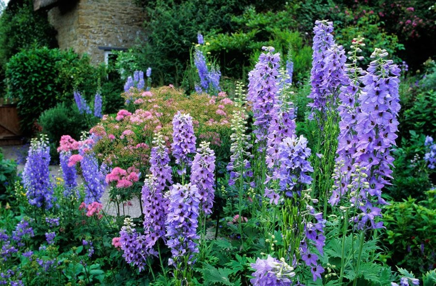 Delphinium Elatum Flowering Seeds For Planting, Tall border gardens and landscape planting