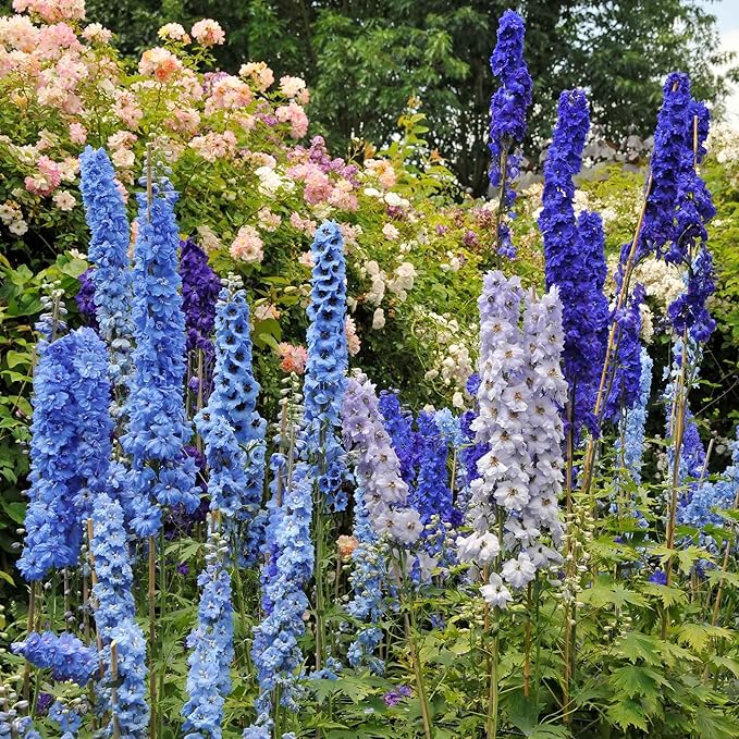 Delphinium Seeds – Towering Spikes of Colorful Blossoms - Dharaseeds