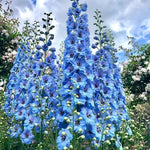 Delphinium Seeds – Towering Spikes of Colorful Blossoms - Dharaseeds