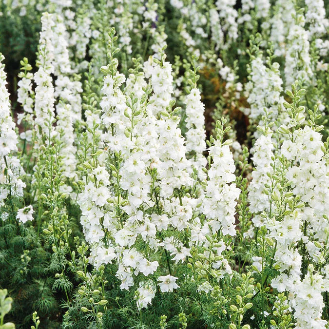 Delphinium Seeds - White King