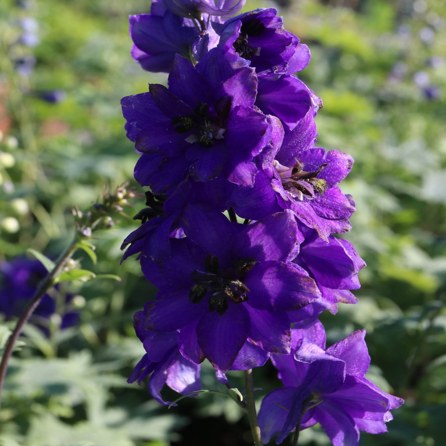 Delphinium Black Knight Deep Purple Bloom Flower Seeds