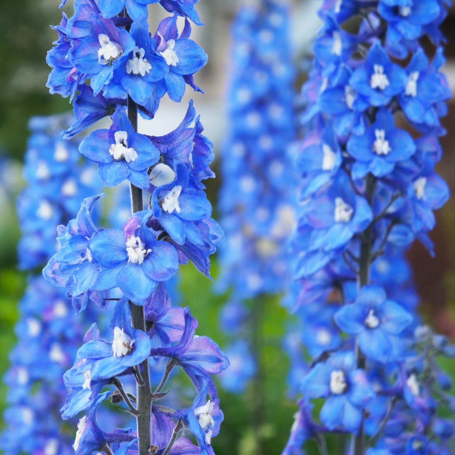 Delphinium Blue Bird Sky Blue Spire Flower Seeds