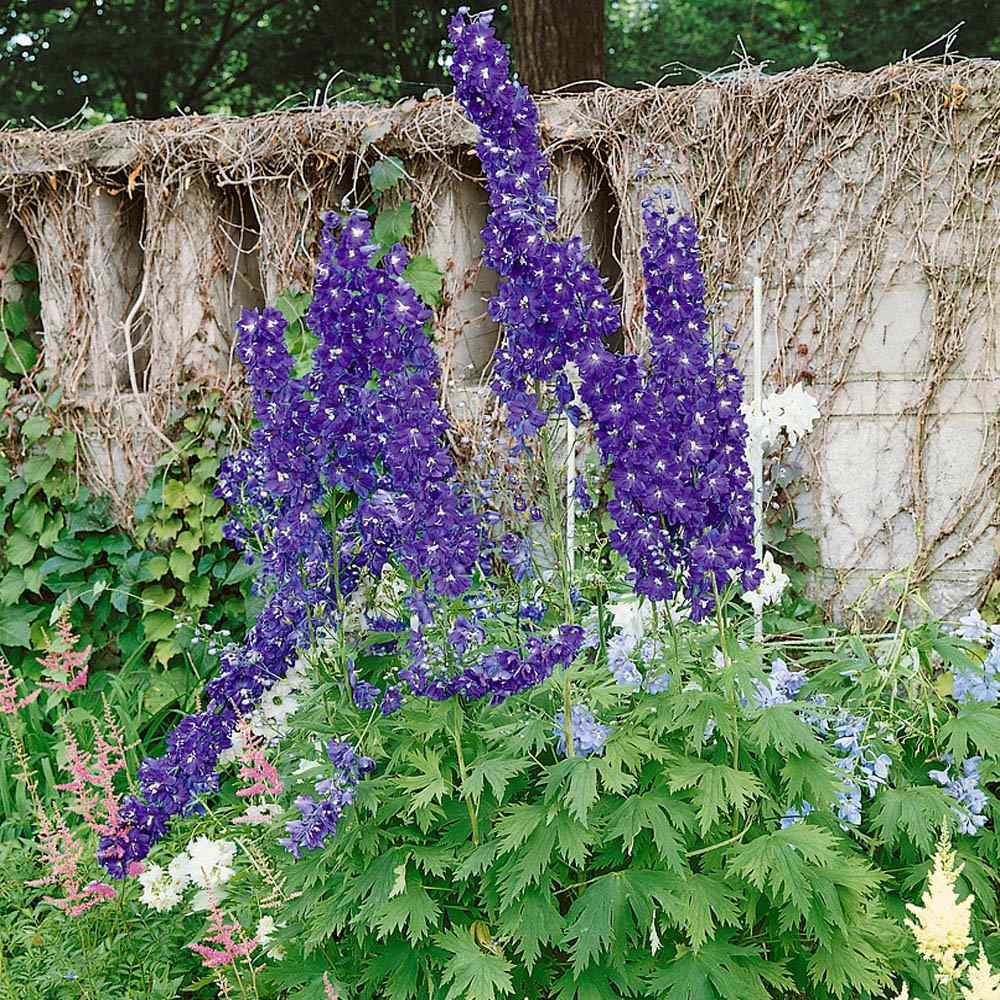 Delphinium Dark Blue Royal Blue Bloom Flower Seeds