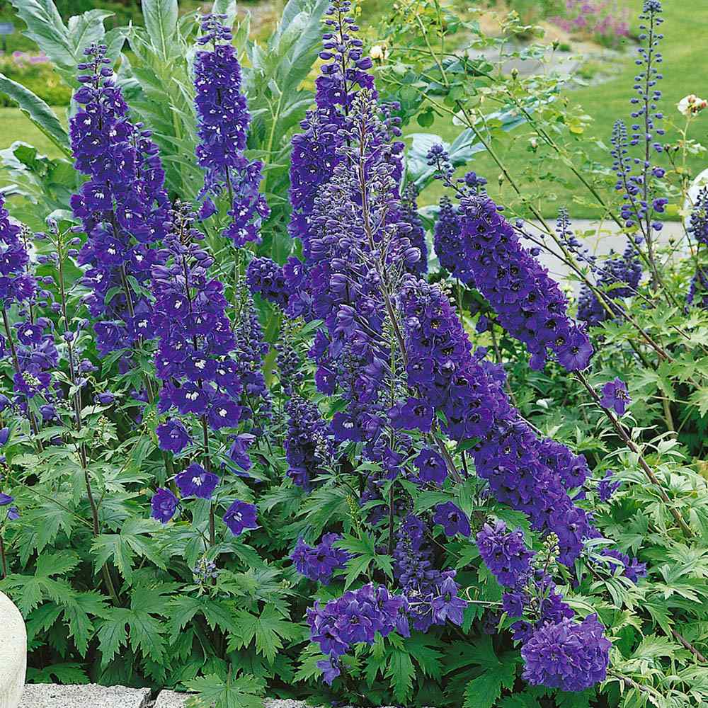 Delphinium Dark Blue Royal Blue Bloom Flower Seeds