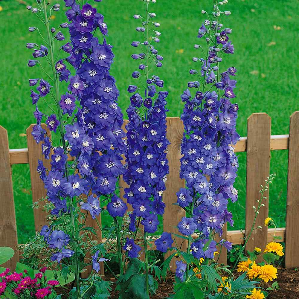 Delphinium Dark Blue Royal Blue Bloom Flower Seeds