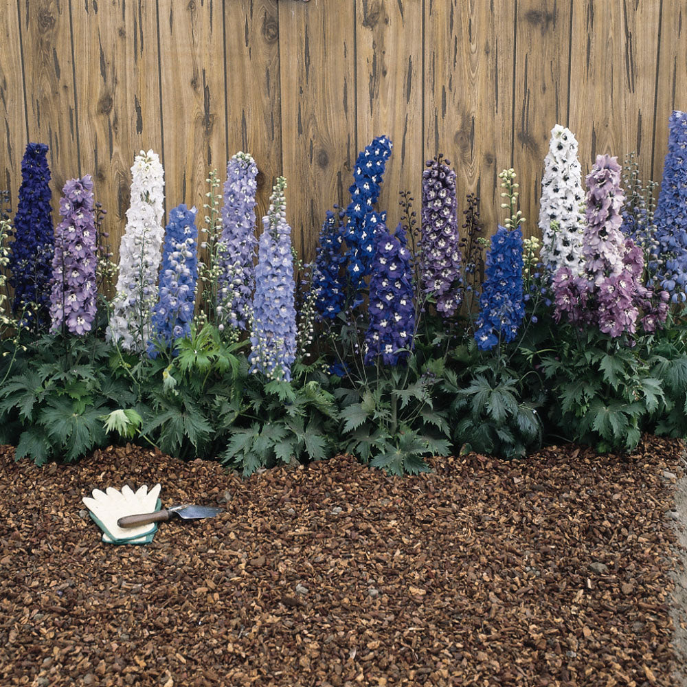 Delphinium Crystal Mix Hybrid Perennial Flower Seeds