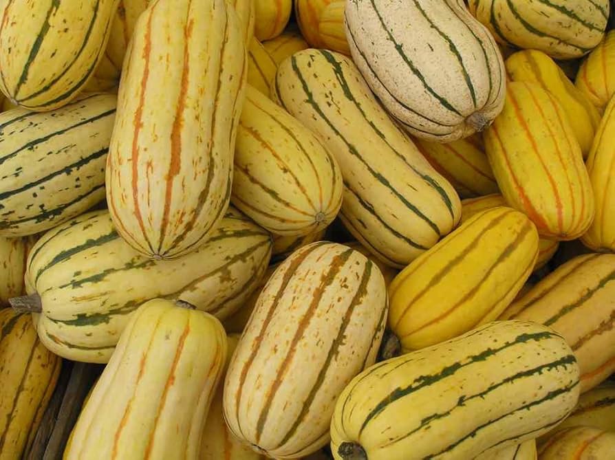 Delta Squash Seeds – Reliable Summer Squash for Abundant Harvests - Dharaseeds